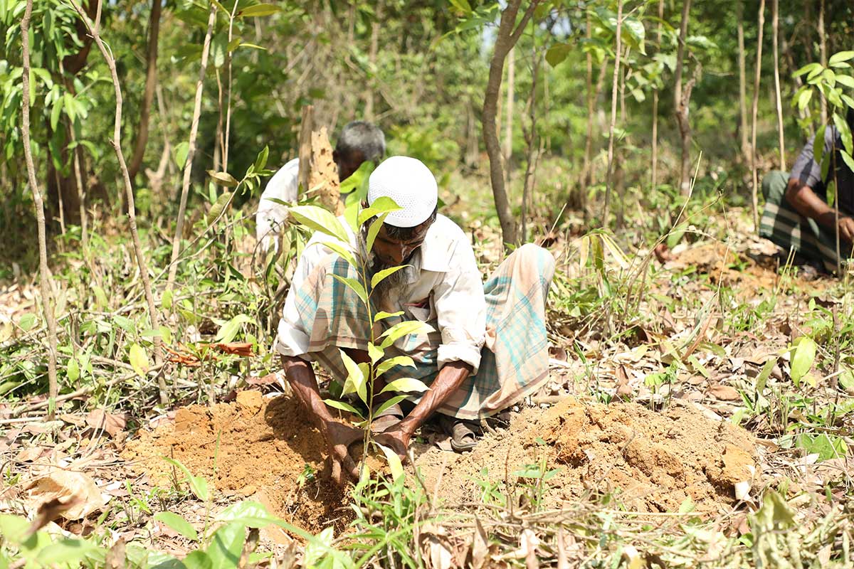 Plantation Program