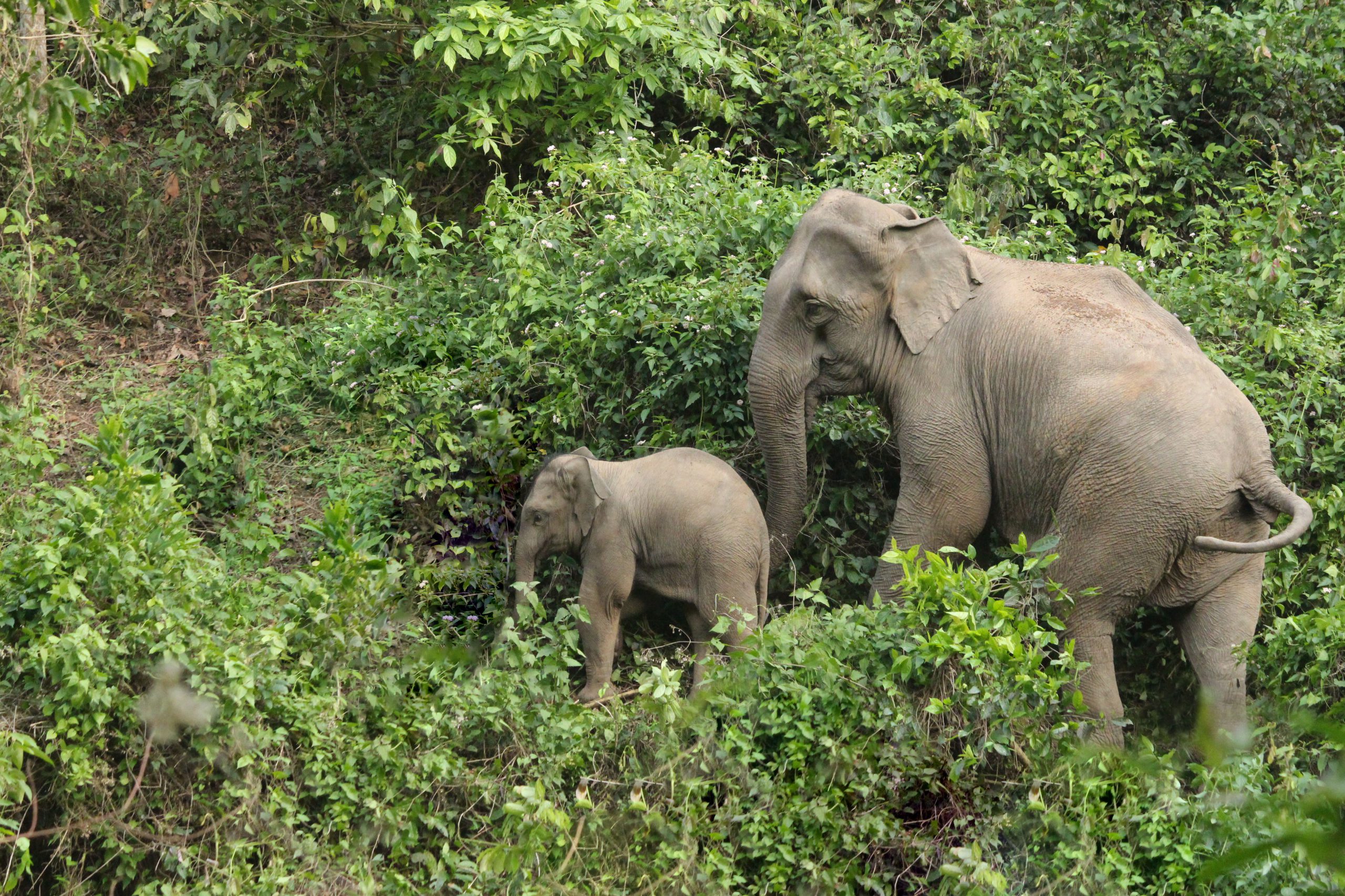 Wildlife Conservation