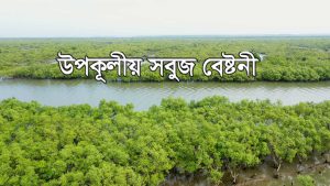 উপকূলীয় সবুজ বেষ্টনী | 2022 | Afforestation through SUFAL Project | Mangrove plantation
