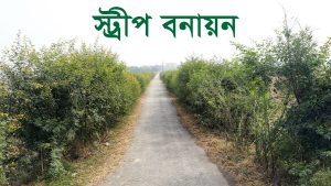 সুফল প্রকল্পের আওতায় সৃজিত হচ্ছে স্ট্রীপ বাগান | Strip plantation by Sufal Project | Afforestation